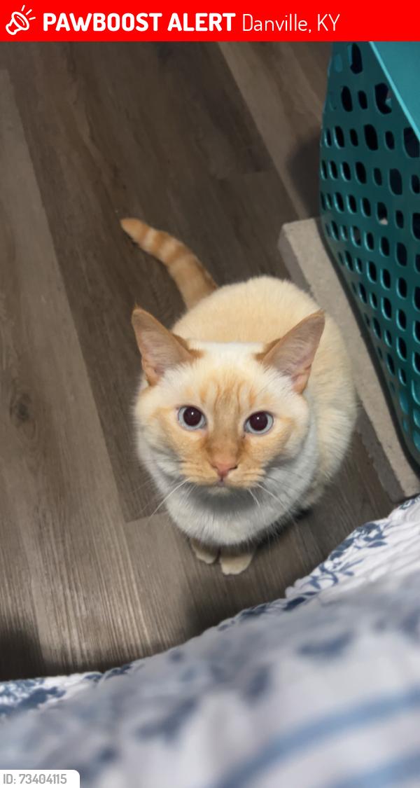 Lost Female Cat last seen Near Waveland Ave, Danville, KY 40422