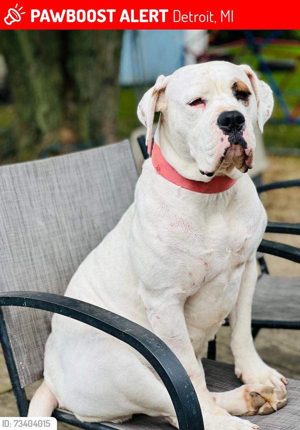 Lost Female Dog last seen Detroit MICHIGAN, Detroit, MI 48234