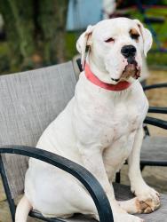 Lost Female Dog last seen Detroit MICHIGAN, Detroit, MI 48234