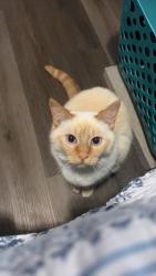 Lost Female Cat last seen Near Waveland Ave, Danville, KY 40422