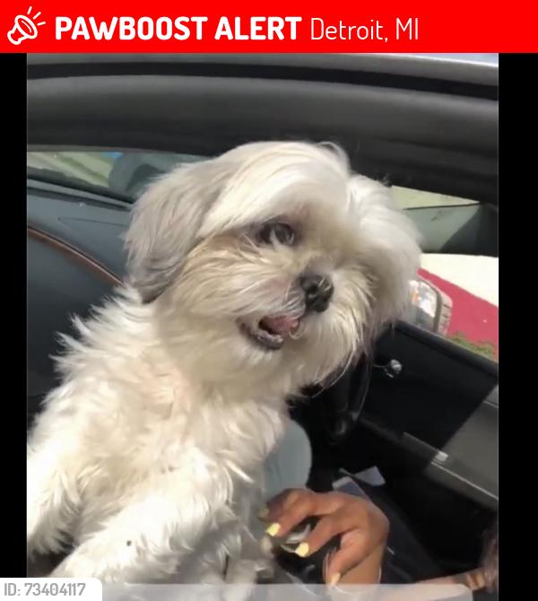 Lost Female Dog last seen Coyle/Robson & Florence near Puritan RD, Detroit, MI 48235