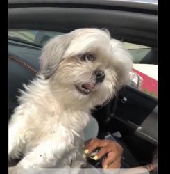 Lost Female Dog last seen Coyle/Robson & Florence near Puritan RD, Detroit, MI 48235