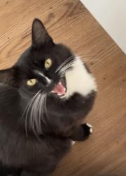 Lost Male Cat last seen Post office, Glenfield, England 