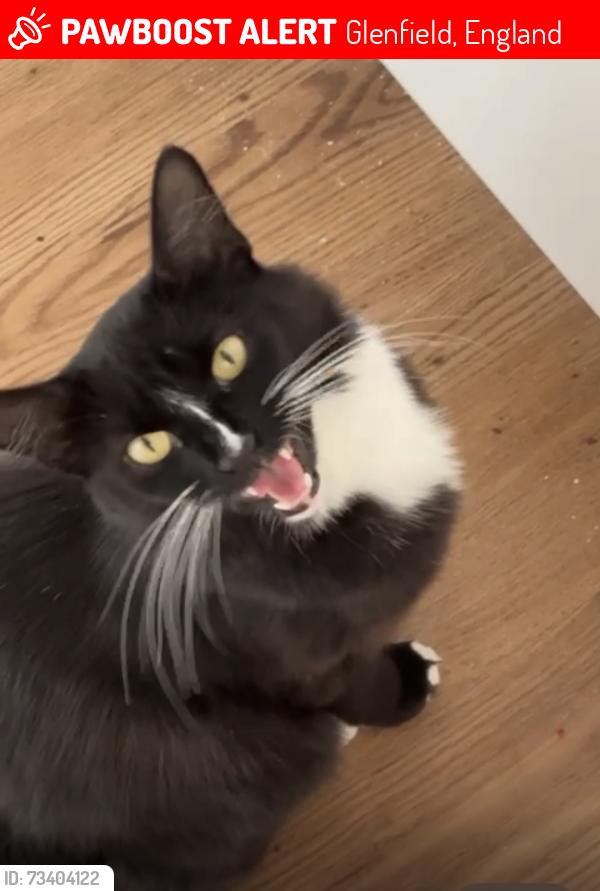 Lost Male Cat last seen Post office, Glenfield, England 