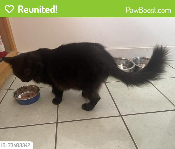 Reunited Male Cat last seen Carleton, Berkeley, CA 94703
