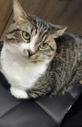Lost Male Cat last seen Wisconsin Heights subdivision, Ripon, WI 54971