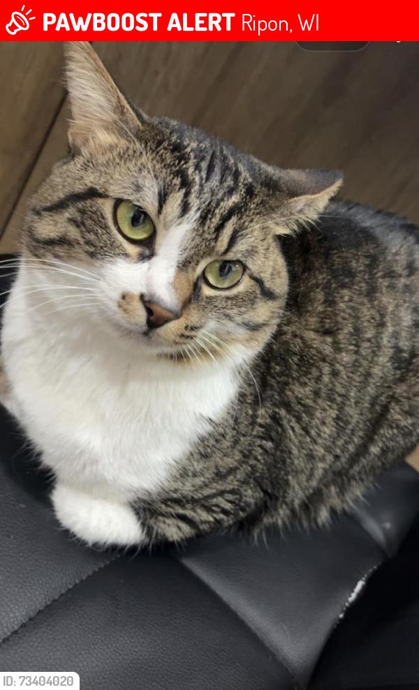 Lost Male Cat last seen Wisconsin Heights subdivision, Ripon, WI 54971