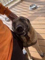 Reunited Male Dog last seen Dogwood Truck Sales, Conyers, GA 30012