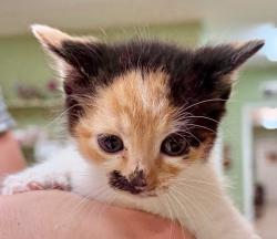Shelter Stray Female Cat last seen Out of Town, 211 Kind Hearts Wy, Burnsville, NC 28714, USA