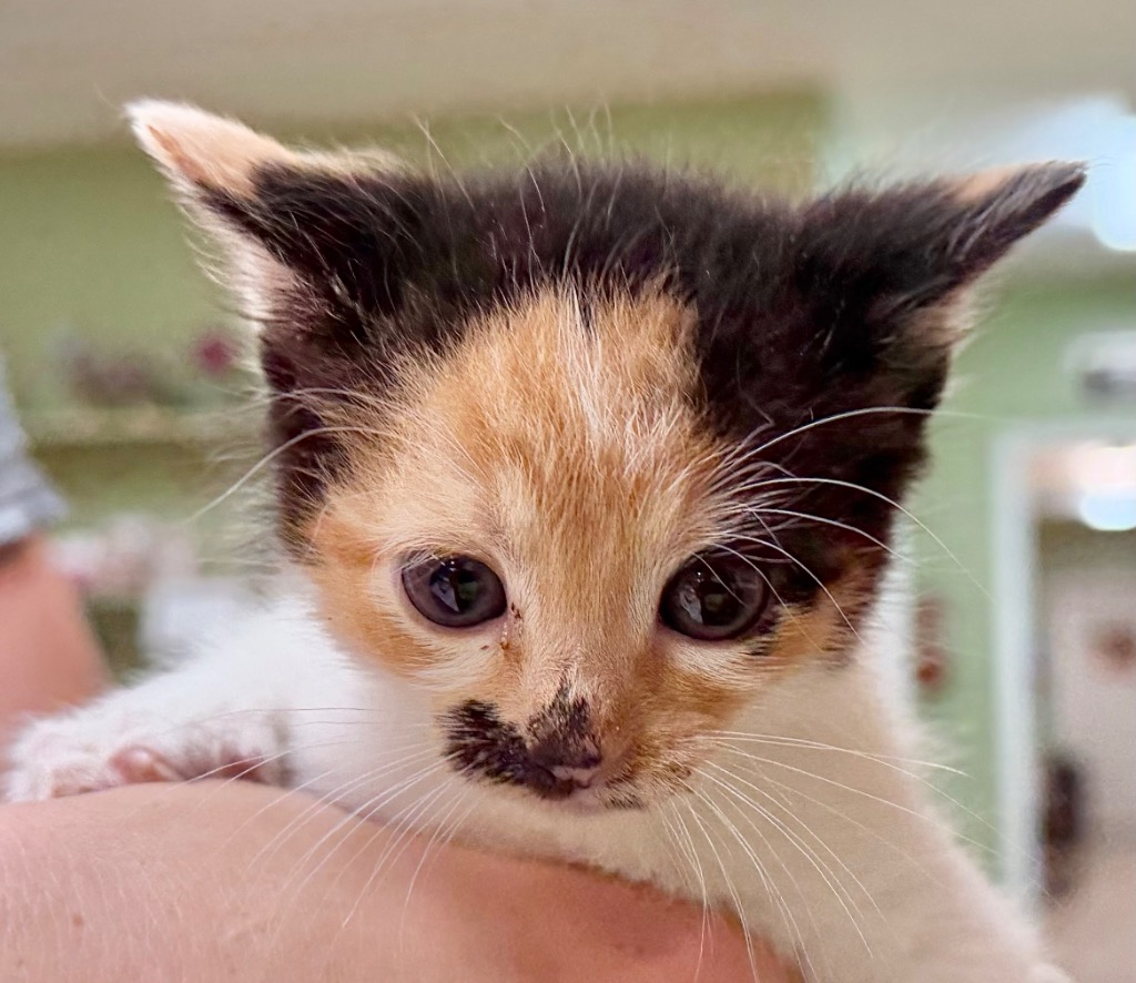 Shelter Stray Female Cat last seen Out of Town, 211 Kind Hearts Wy, Burnsville, NC 28714, USA