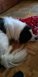 Reunited Male Dog last seen Caylor rd, highway 225, 411 highway N, Murray County, GA 30711