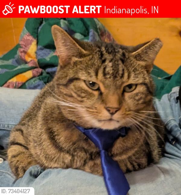 Lost Male Cat last seen Washington and Emerson, Indianapolis, IN 46219