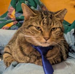 Lost Male Cat last seen Washington and Emerson, Indianapolis, IN 46219