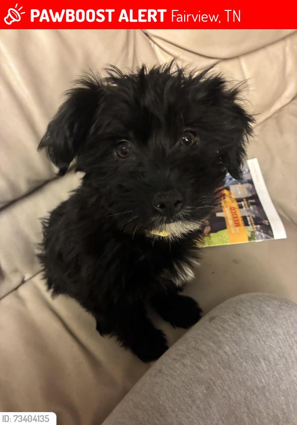Lost Female Dog last seen Les Hughes rd Fairview tn, Fairview, TN 37062