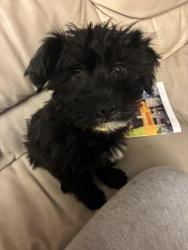 Lost Female Dog last seen Les Hughes rd Fairview tn, Fairview, TN 37062