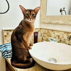 Reunited Male Cat last seen South Park lane, Santa Clara, CA 95051