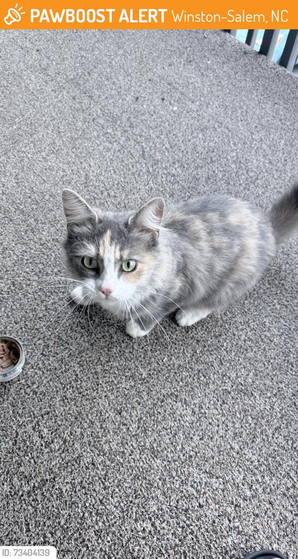 Found/Stray Female Cat last seen shattalon & university, Winston-Salem, NC 27105