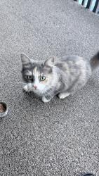 Found/Stray Female Cat last seen shattalon & university, Winston-Salem, NC 27105