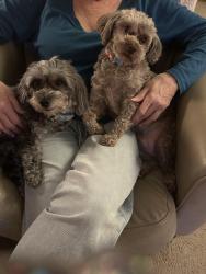 Reunited Male Dog last seen 257th between stark and division, Gresham, OR 97030