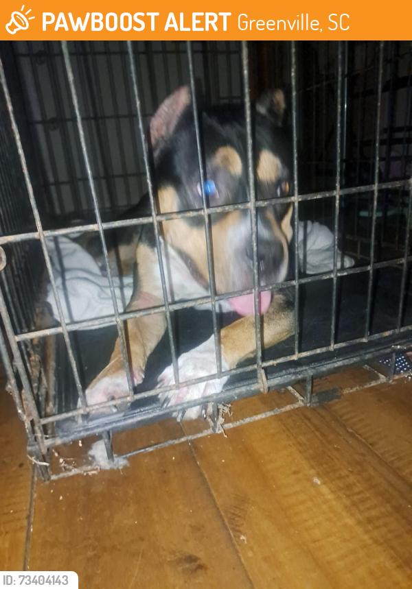 Found/Stray Female Dog last seen Welcome, Greenville, SC 29611