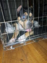 Found/Stray Female Dog last seen Welcome, Greenville, SC 29611