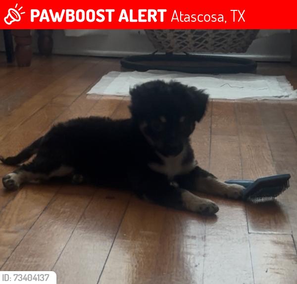 Lost Male Dog last seen Pearsall and Kearney Rd, Atascosa, TX 78002