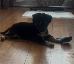 Lost Male Dog last seen Pearsall and Kearney Rd, Atascosa, TX 78002