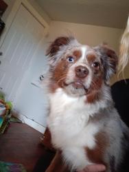 Found/Stray Male Dog last seen Dollar general on s western, Amarillo, TX 79109