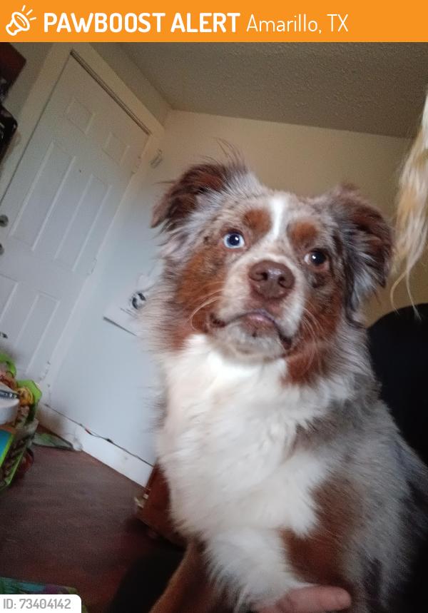 Found/Stray Male Dog last seen Dollar general on s western, Amarillo, TX 79109