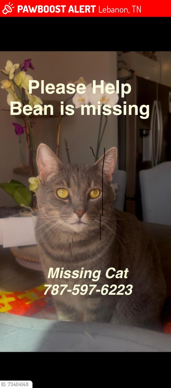 Lost Male Cat last seen WOODBRIDGE GLEN, ADDISON PARK, Lebanon, TN 37090