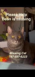 Lost Male Cat last seen WOODBRIDGE GLEN, ADDISON PARK, Lebanon, TN 37090