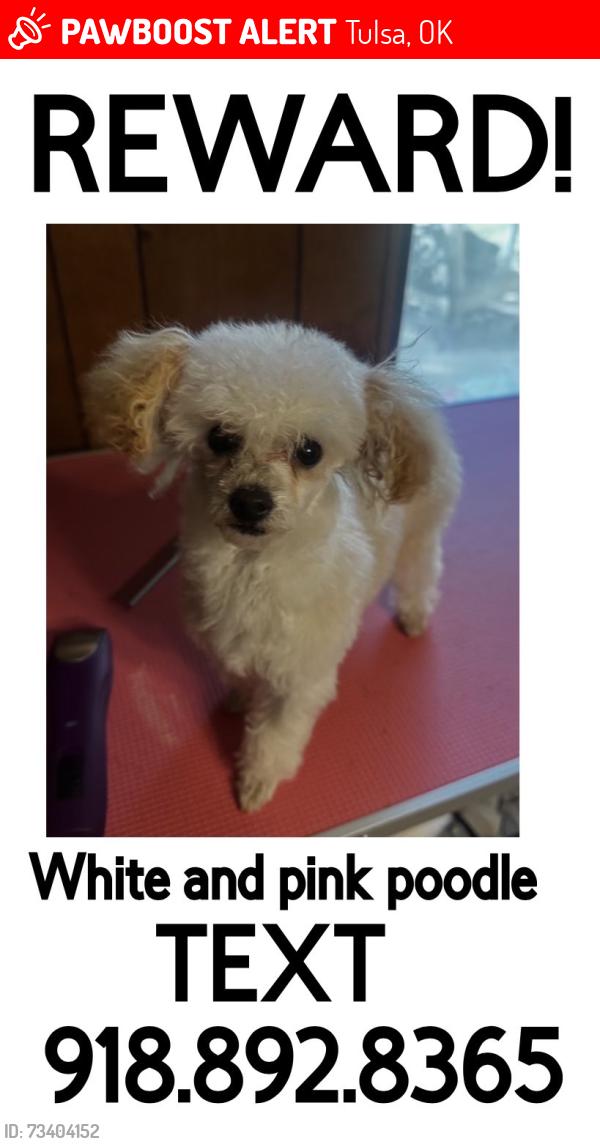 Lost Female Dog last seen 81st and Sheridan, Tulsa, OK 74133