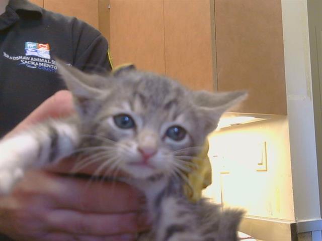 Shelter Stray Female Cat last seen VALLEY WOOD DR/TIOGAWOODS DR, 95828, 3839 Bradshaw Rd, Sacramento, CA 95827, USA