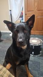 Lost Male Dog last seen 56th and vine, Lincoln, NE 68505