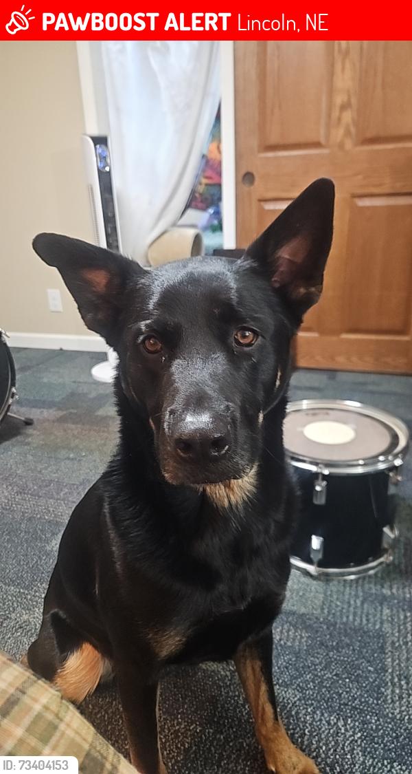 Lost Male Dog last seen 56th and vine, Lincoln, NE 68505