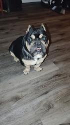 Reunited Male Dog last seen Paradise Village Shopping Center, Phoenix, AZ 85029