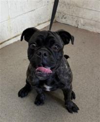 Shelter Stray Female Dog last seen FOOTHILL X REDWOOD, 333 Chandler Pl, San Bernardino, CA 92408, USA