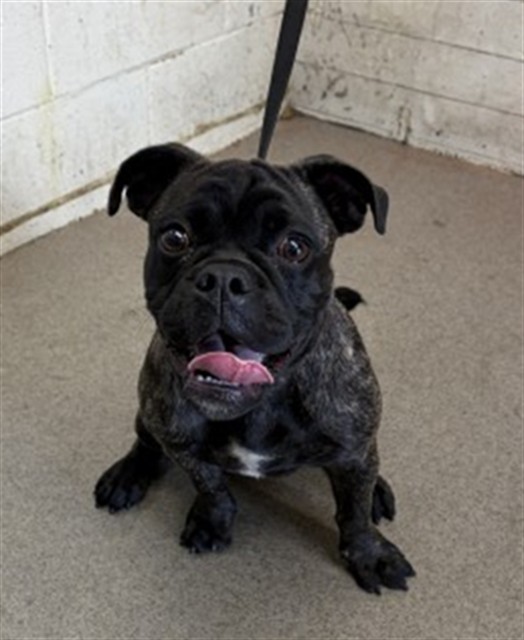 Shelter Stray Female Dog last seen FOOTHILL X REDWOOD, 333 Chandler Pl, San Bernardino, CA 92408, USA