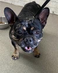 Shelter Stray Female Dog last seen Near BLOCK PARKSIDE DR, 333 Chandler Pl, San Bernardino, CA 92408, USA