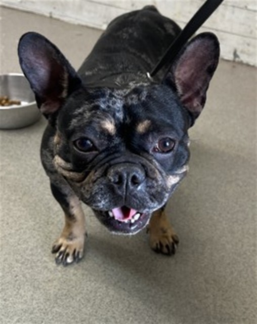 Shelter Stray Female Dog last seen Near BLOCK PARKSIDE DR, 333 Chandler Pl, San Bernardino, CA 92408, USA