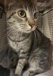 Shelter Stray Female Cat last seen , 14409 Vanowen St, Van Nuys, CA 91405, USA