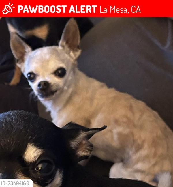 Lost Female Dog last seen Mellmanor apmts, La Mesa, CA 91942