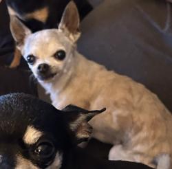 Lost Female Dog last seen Mellmanor apmts, La Mesa, CA 91942