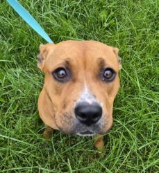 Shelter Stray Female Dog last seen Near BLOCK CARRIE ST, DETROIT, MI 48234, 7401 Chrysler Dr, Detroit, MI 48211, USA