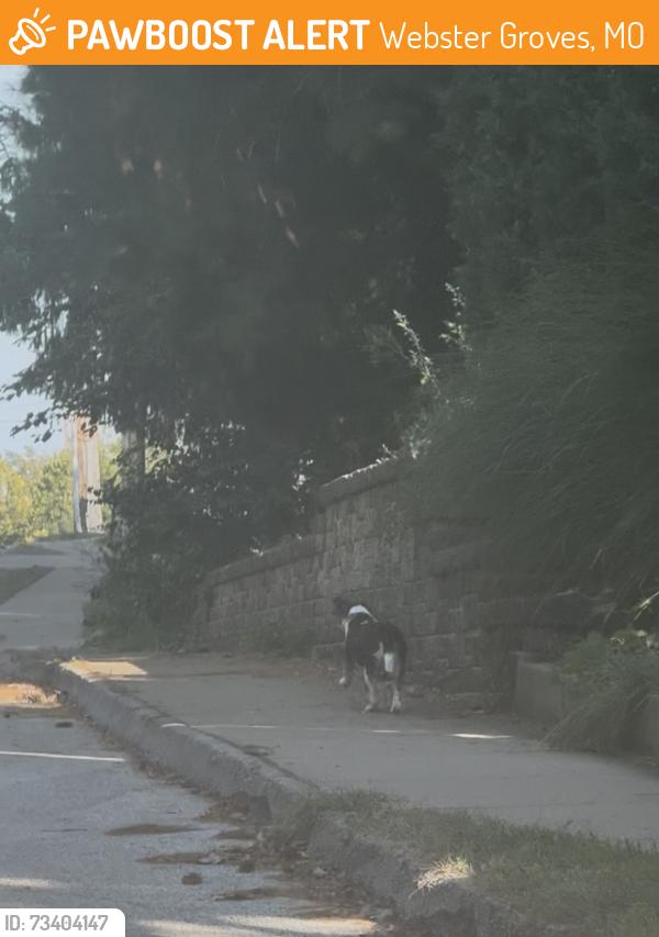 Found/Stray Unknown Dog last seen Barnickel park, Webster Groves, MO 63119