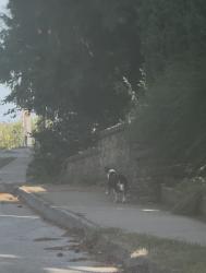 Found/Stray Unknown Dog last seen Barnickel park, Webster Groves, MO 63119