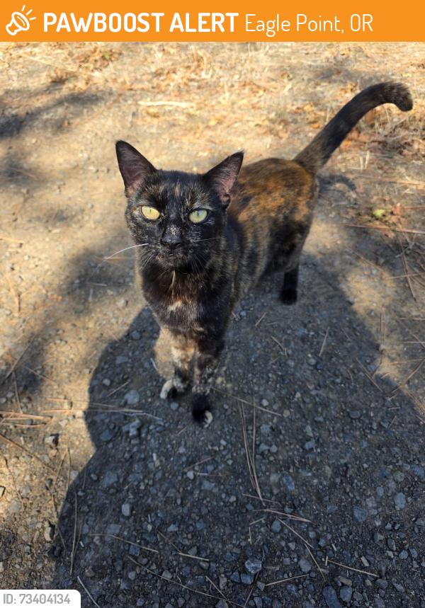 Found/Stray Female Cat last seen North of Bayer Family est Winery on Agate Road, Eagle Point, OR 97524