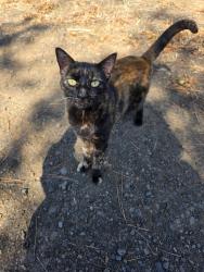 Found/Stray Female Cat last seen North of Bayer Family est Winery on Agate Road, Eagle Point, OR 97524