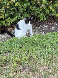 Found/Stray Unknown Cat last seen SW 84 Ave 148 drive, Palmetto Bay, FL 33158