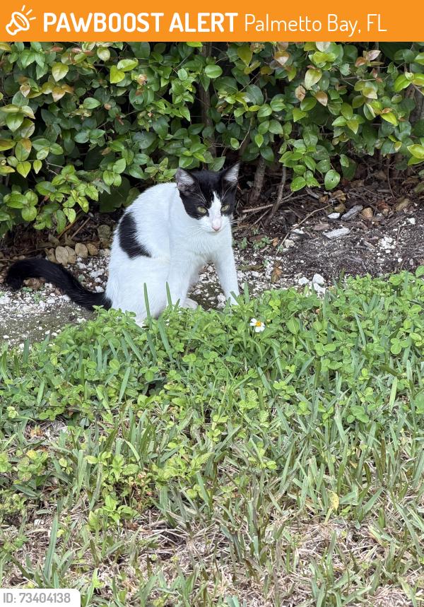 Found/Stray Unknown Cat last seen SW 84 Ave 148 drive, Palmetto Bay, FL 33158